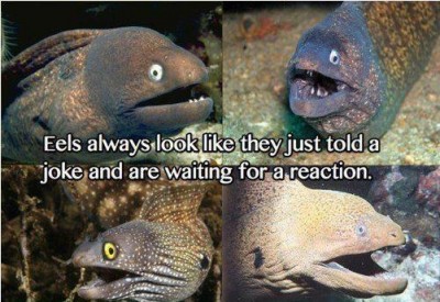 eels joke.jpg