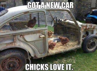 chicks.jpg